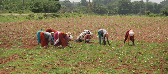 Women harvesting the field.